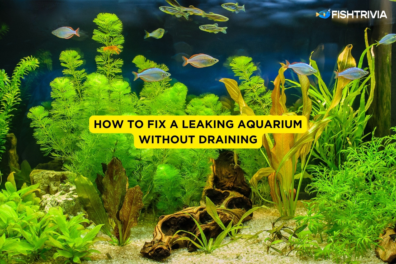 How To Fix A Leaking Aquarium Without Draining FishTrivia