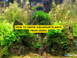 How to Grow Aquarium Plants From Seeds