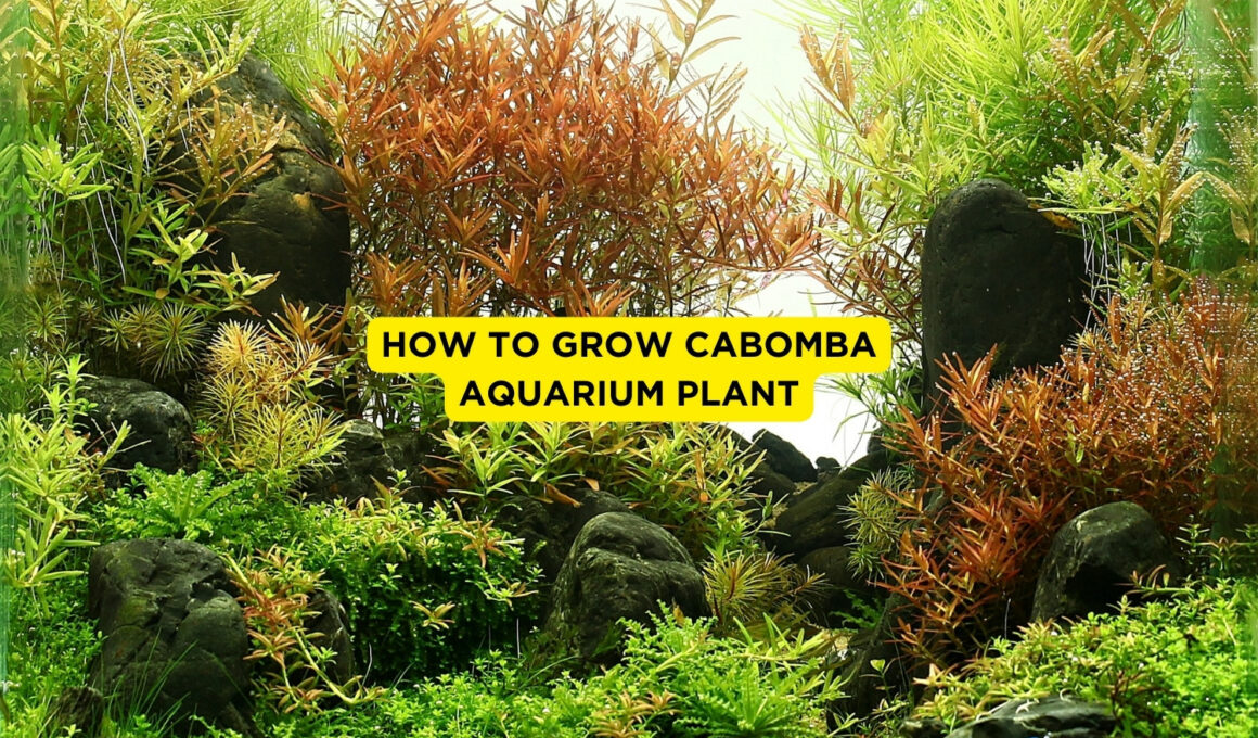 How to Grow Cabomba Aquarium Plant