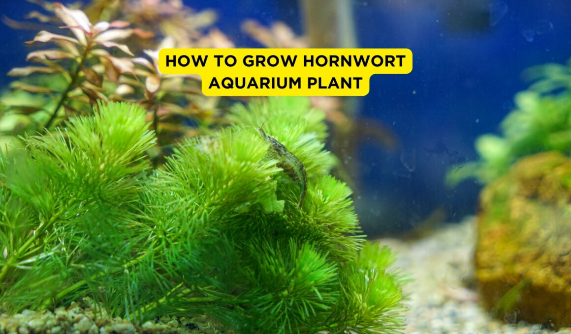How to Grow Water Sprite Aquarium Plant