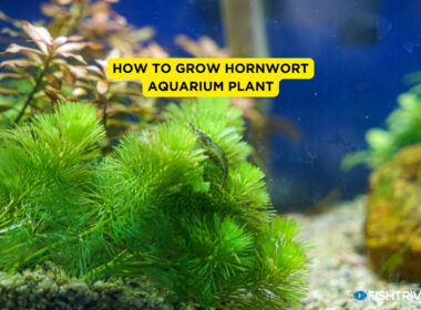 How to Grow Water Sprite Aquarium Plant