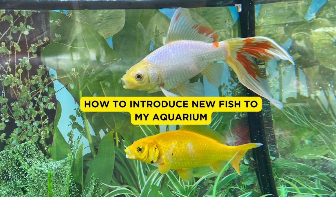 How to Introduce New Fish to My Aquarium