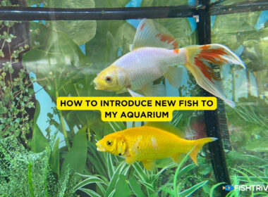 How to Introduce New Fish to My Aquarium