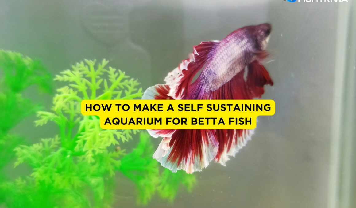 How to Make a Self Sustaining Aquarium for Betta Fish