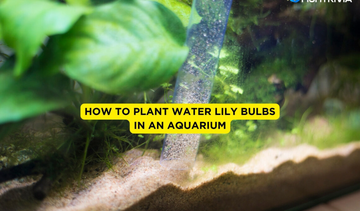 How to Plant Water Lily Bulbs in an Aquarium
