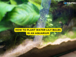 How to Plant Water Lily Bulbs in an Aquarium