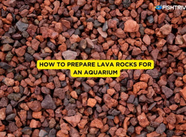 How to Prepare Lava Rocks for an Aquarium