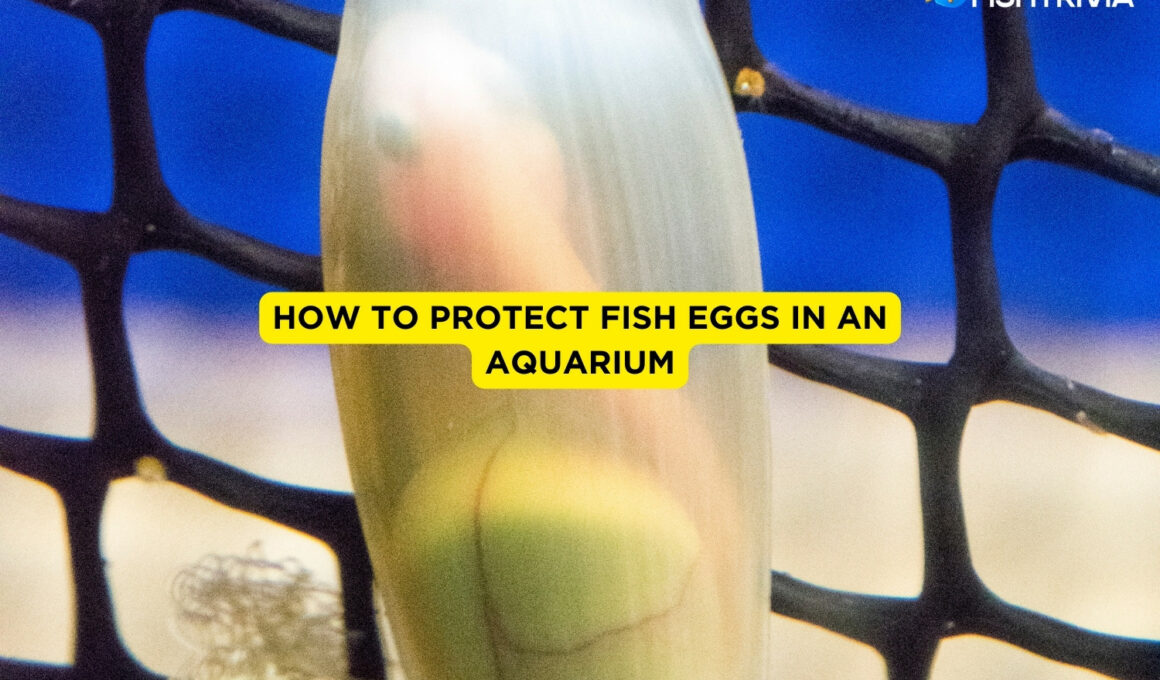 How to Protect Fish Eggs In An Aquarium