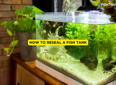 How to Reseal A Fish Tank