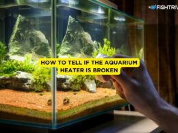 How to Tell If The Aquarium Heater Is Broken
