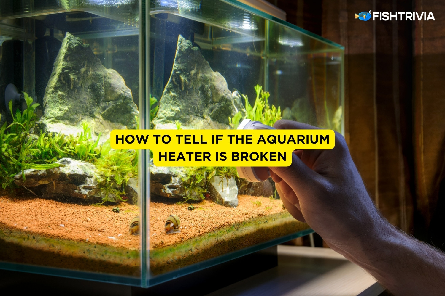 How To Tell If The Aquarium Heater Is Broken FishTrivia