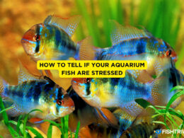 How to Tell if Your Aquarium Fish Are Stressed