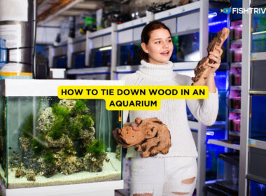 How to Tie Down Wood in an Aquarium