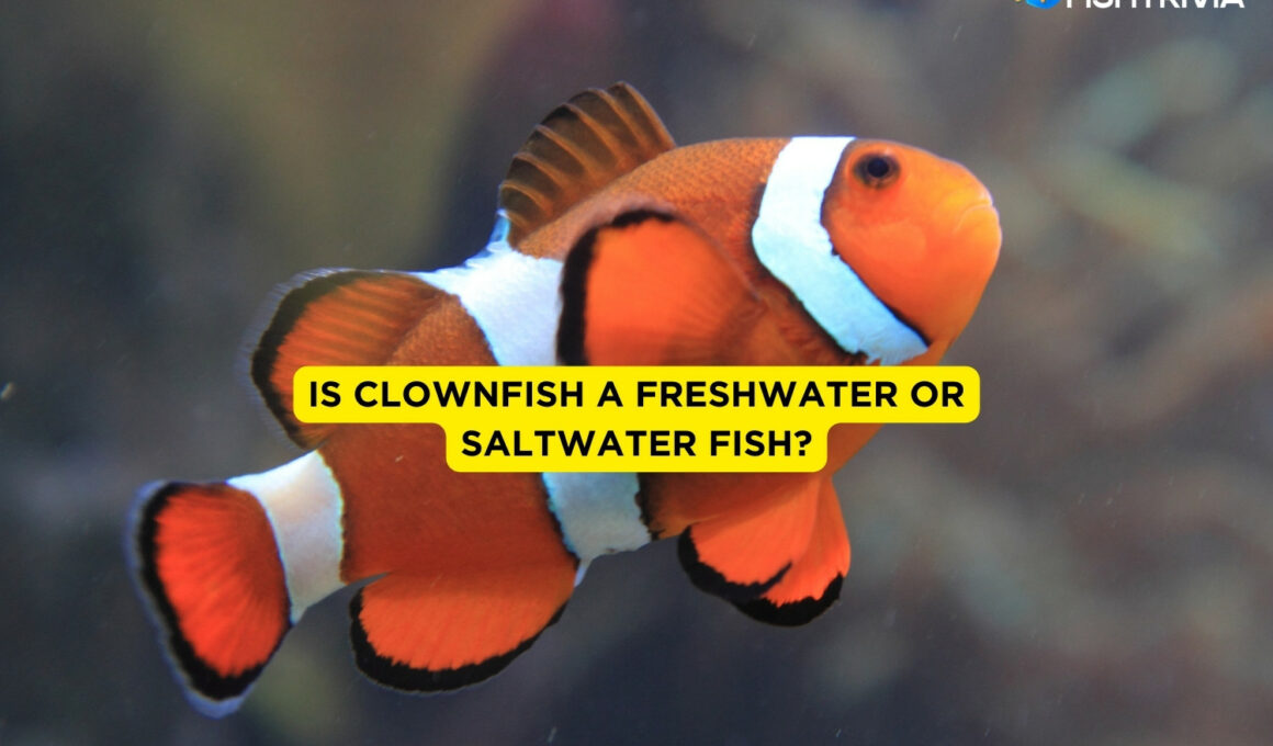 Is Clownfish A Freshwater Or Saltwater Fish