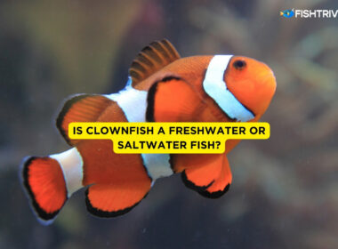 Is Clownfish A Freshwater Or Saltwater Fish