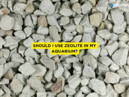Should I Use Zeolite in My Aquarium