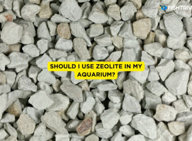 Should I Use Zeolite in My Aquarium