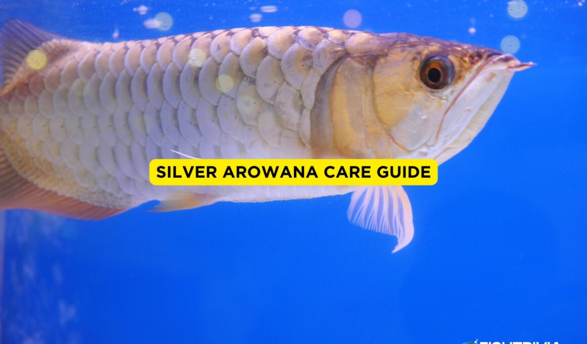 Silver Arowana Care Guide