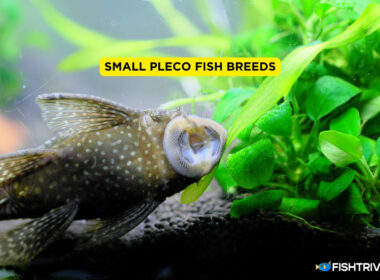 Small Pleco Fish Breeds