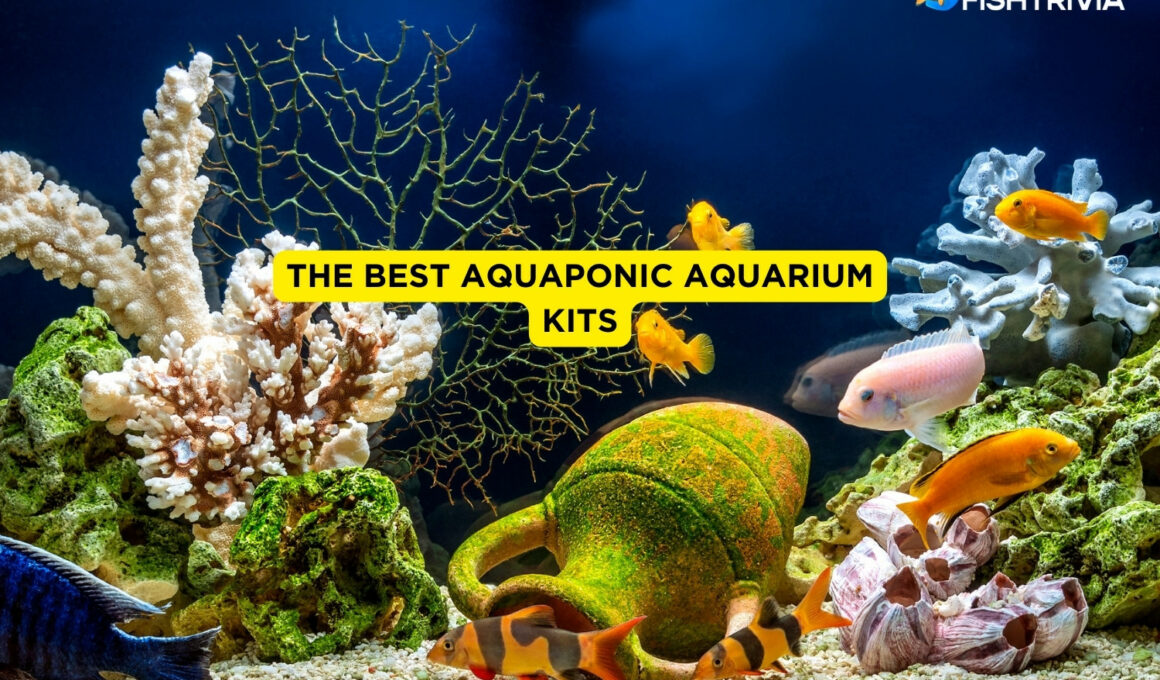 The Best Aquaponic Aquarium Kits
