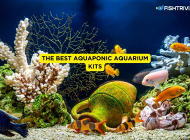 The Best Aquaponic Aquarium Kits