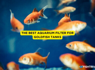 The Best Aquarium Filter for Goldfish Tanks