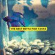 The Best Betta Fish Tanks