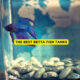The Best Betta Fish Tanks