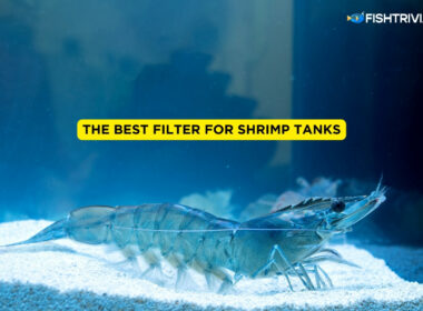 The Best Filter for Shrimp Tanks