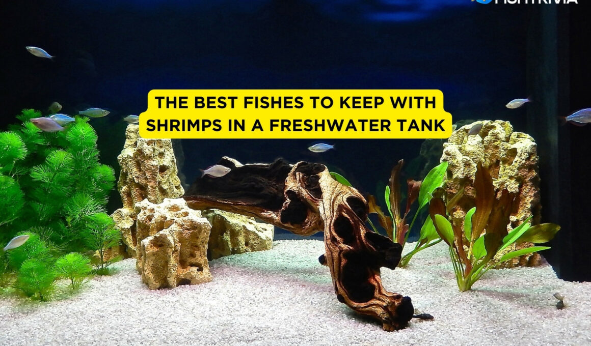 The Best Fishes to Keep With Shrimps In A Freshwater Tank