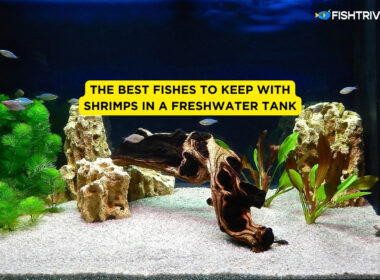 The Best Fishes to Keep With Shrimps In A Freshwater Tank