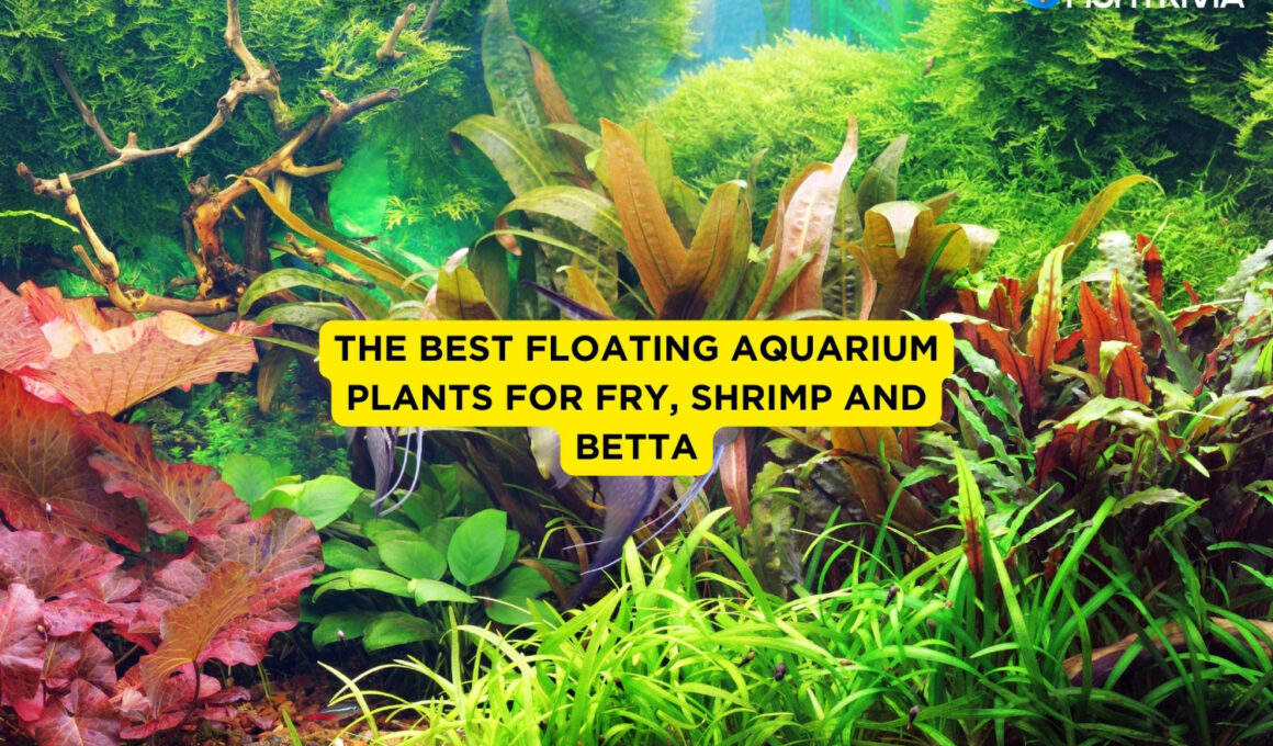 The Best Floating Aquarium Plants For Fry, Shrimp and Betta