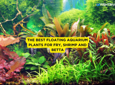 The Best Floating Aquarium Plants For Fry, Shrimp and Betta