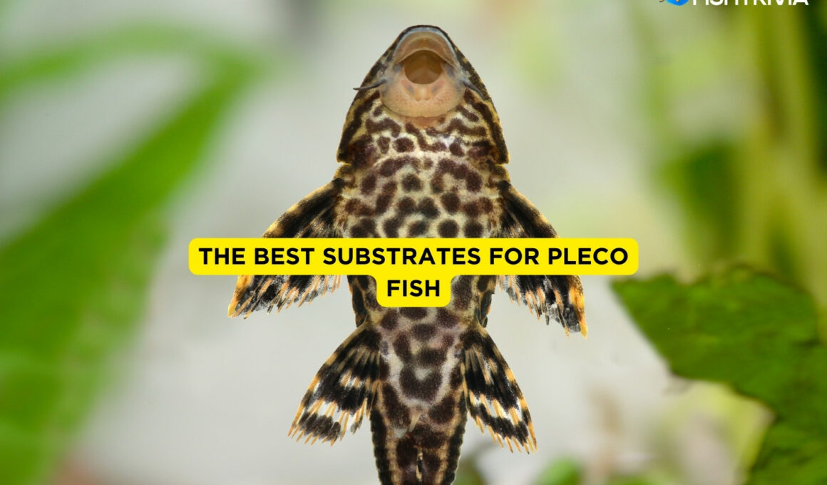 The Best Substrates for Pleco Fish