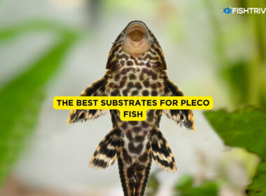 The Best Substrates for Pleco Fish