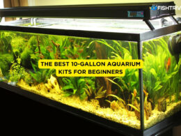 The best 10-Gallon aquarium kits for beginners