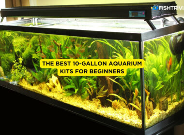 The best 10-Gallon aquarium kits for beginners