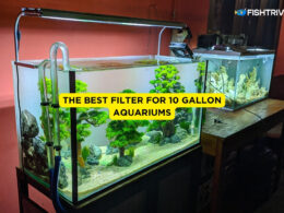The best filter for 10 gallon aquariums