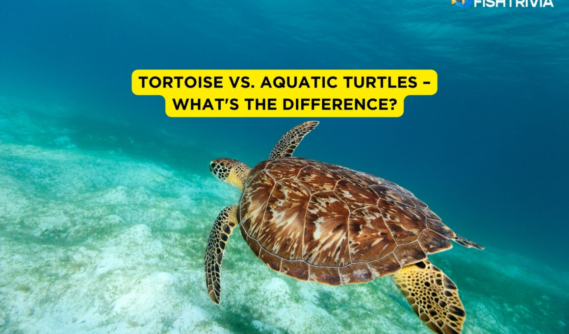 Tortoise vs. Aquatic Turtles – What's The Difference