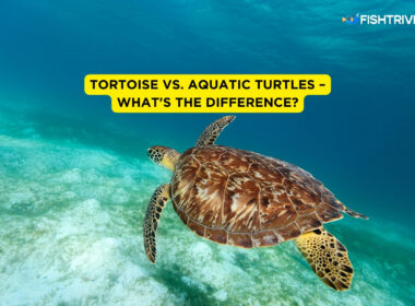 Tortoise vs. Aquatic Turtles – What's The Difference