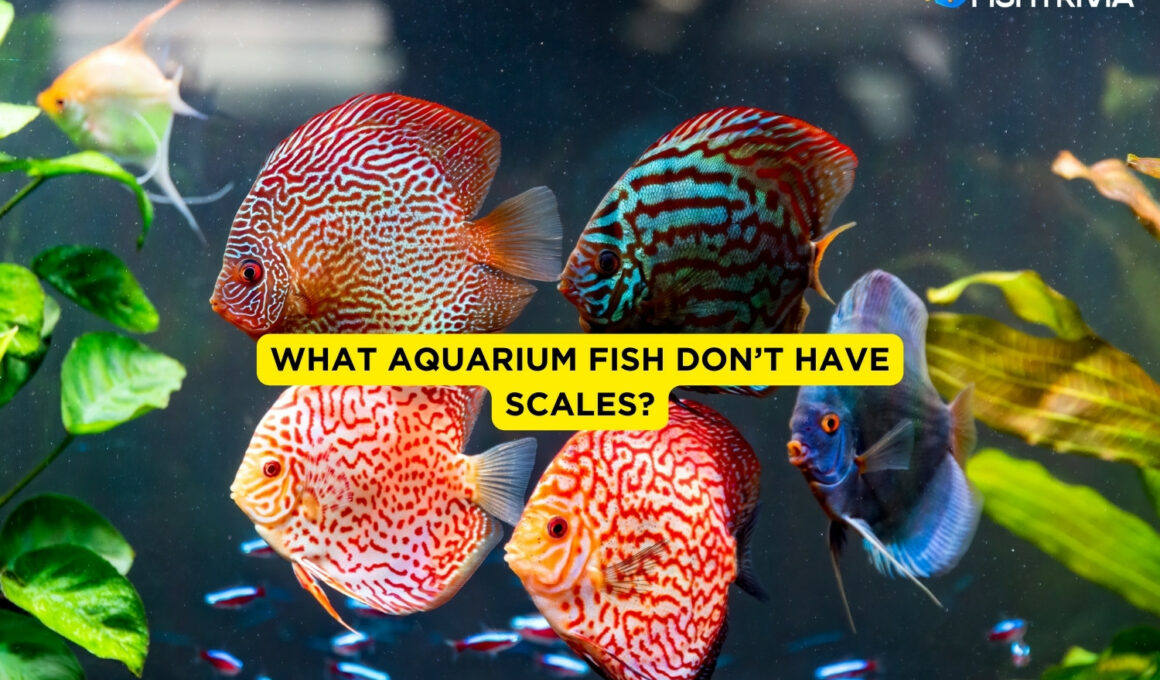 What Aquarium Fish Don’t Have Scales-