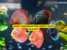 What Aquarium Fish Don’t Have Scales-