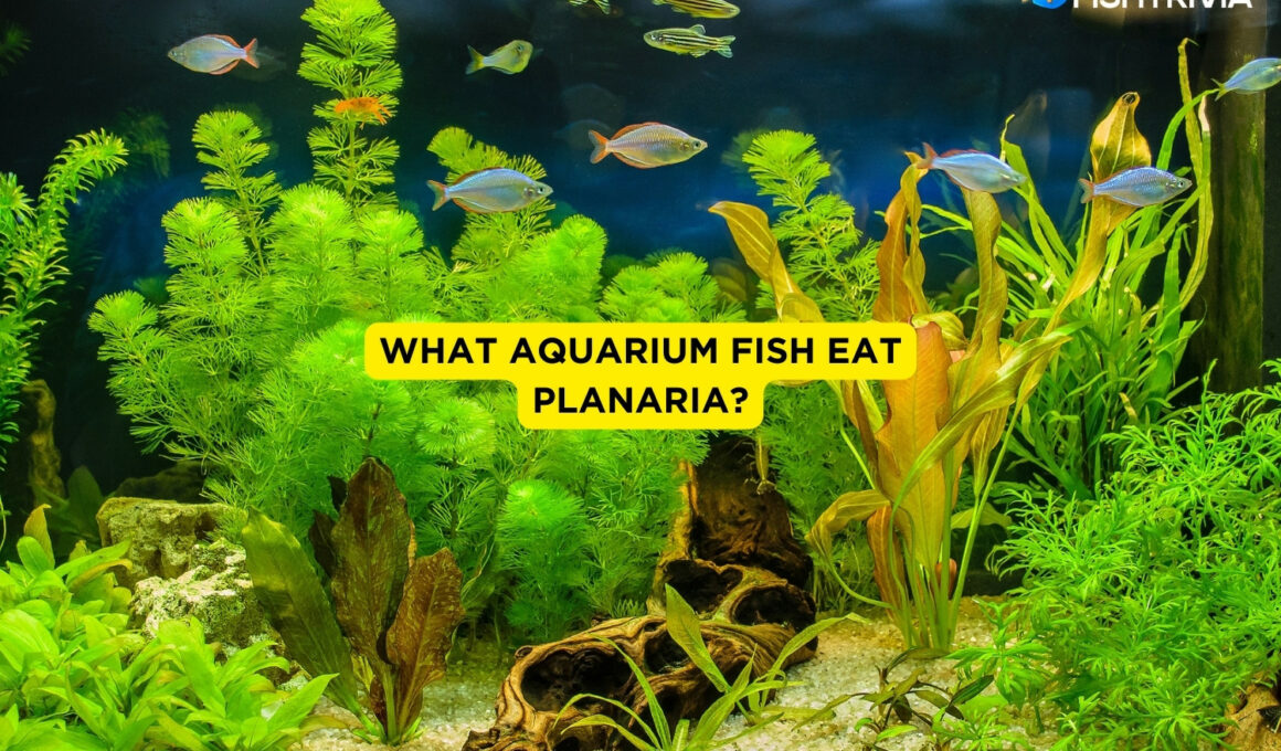 What Aquarium Fish Eat Planaria