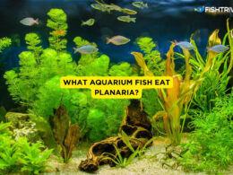 What Aquarium Fish Eat Planaria