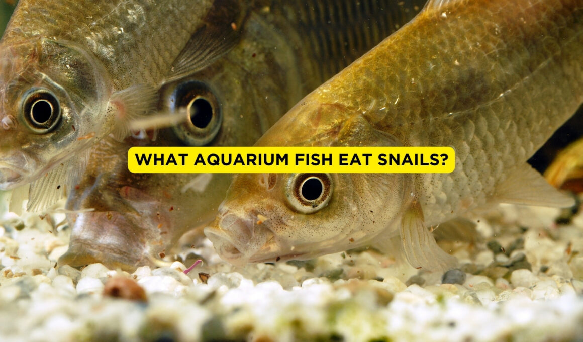 What Aquarium Fish Eat Snails