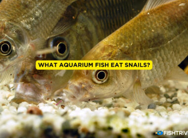 What Aquarium Fish Eat Snails
