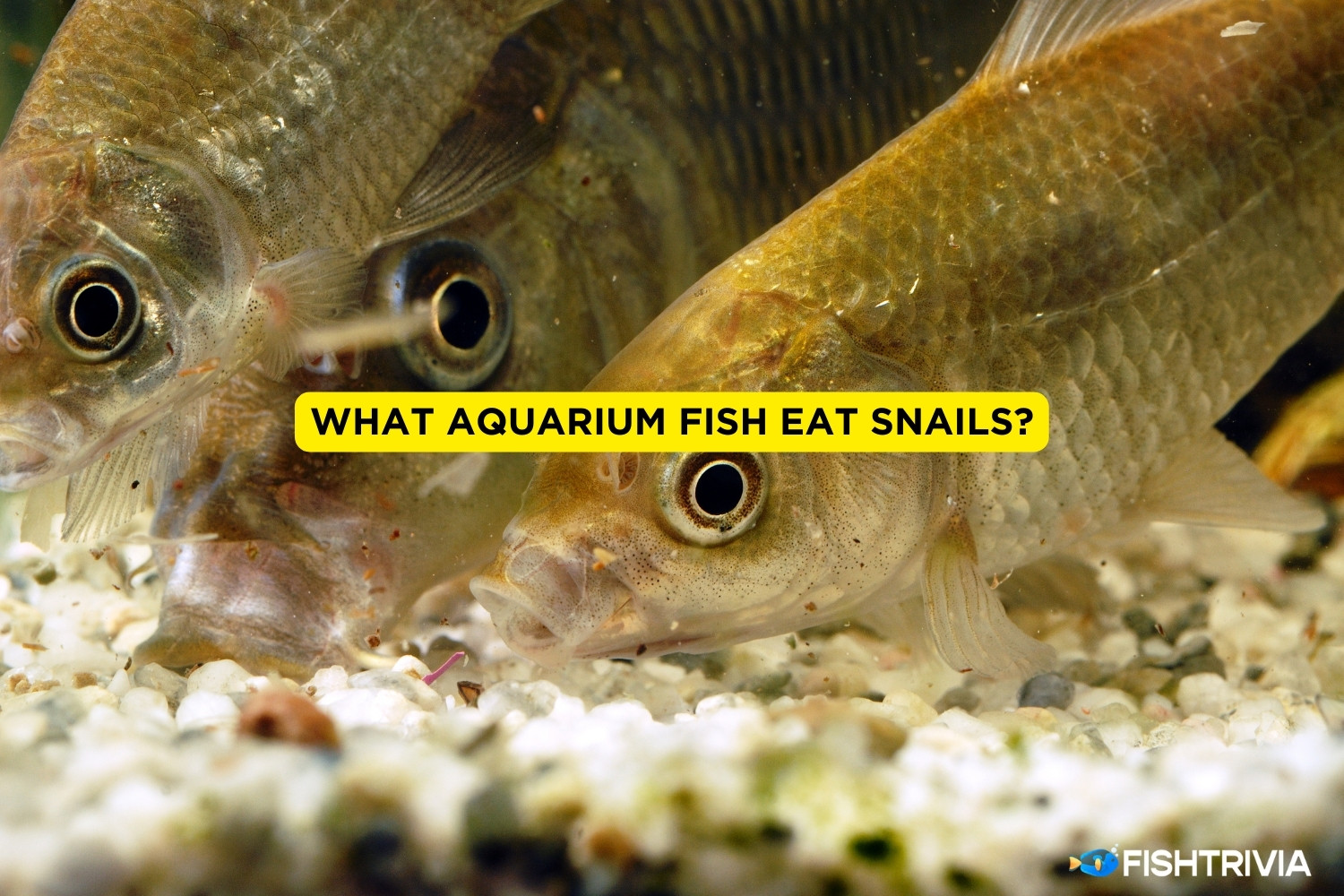 What Aquarium Fish Eat Snails? Will They Eat Tiny Pest Snails
