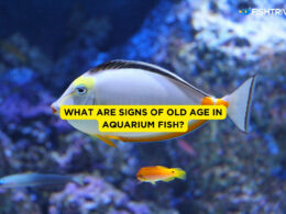 What Are Signs of Old Age in Aquarium Fish