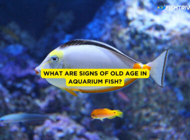 What Are Signs of Old Age in Aquarium Fish