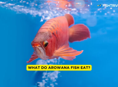 What Do Arowana Fish Eat